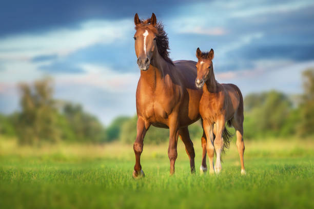 Equinos