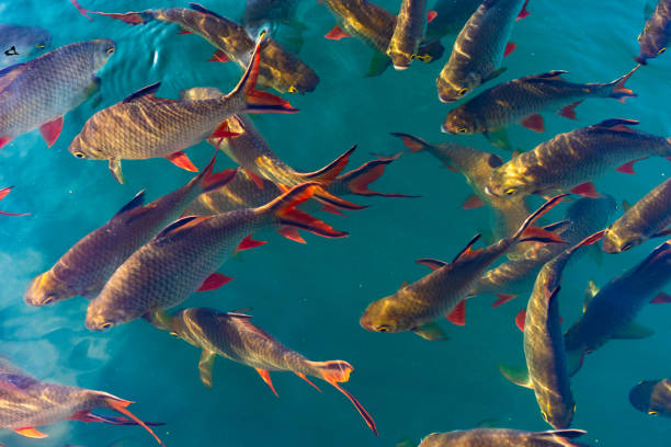 Peixes