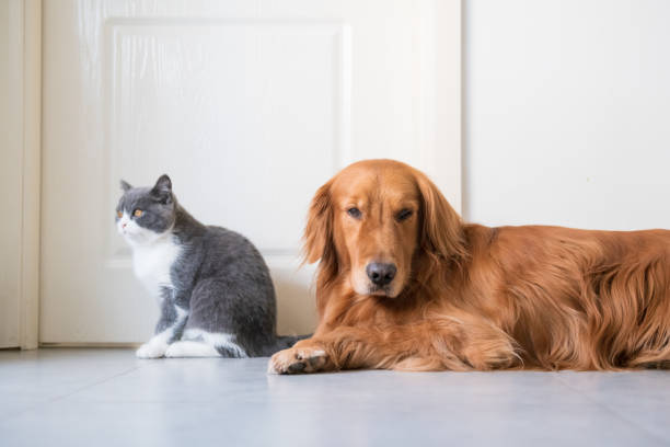 Pets